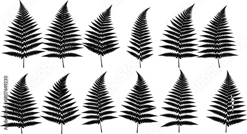 Silhouettes of twelve fern leaves in diverse shapes and patterns for botanical vector illustration and nature-themed design content.