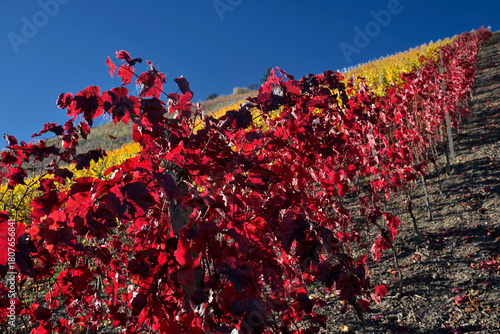 Rebstock mit roten Blättern im Weinberg im Herbst - Stockfoto