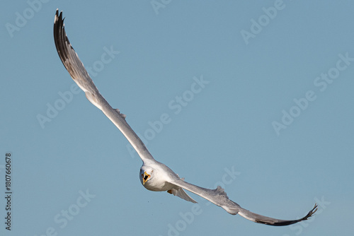 Cuadro en lienzo Larus argentatus flying through clear blue sky, capturing full wingspan and inte