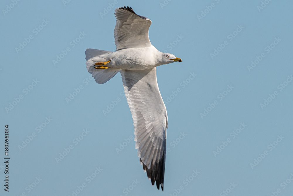 Obraz premium Larus delawarensis with outstretched wings flying against a clear blue sky aiguamolls emporda girona spain