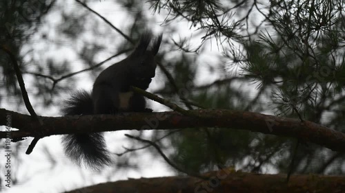 Dark Morph Squirrel Signaling with Vigorous Tail Flagging