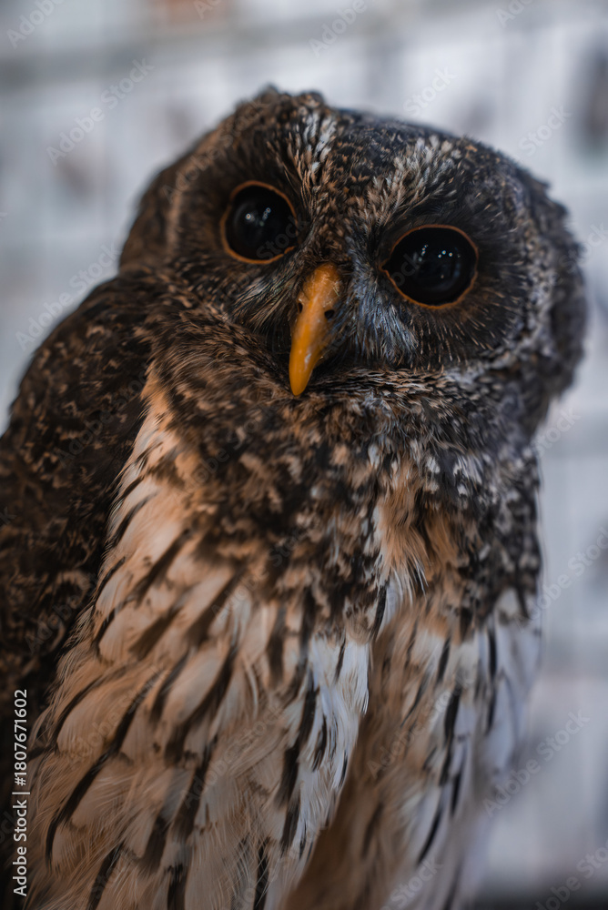 Fototapeta premium A close up owl fills the frame, deep black eyes and yellow beak in view. Indoor setting with blurred exhibit hints in Hiroshima and Itsukushima, Japan.