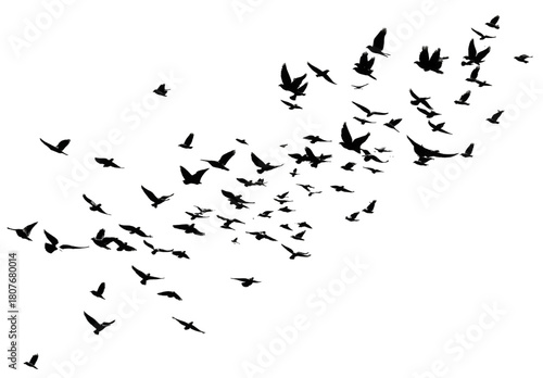 A large flock of black bird silhouettes flying in formation.