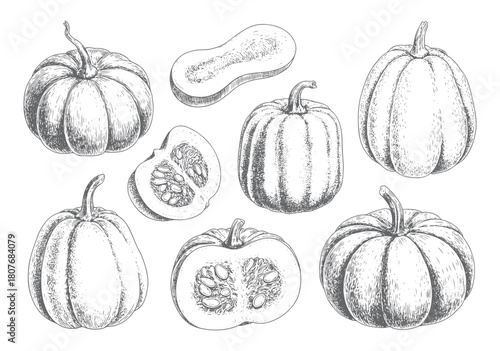 Vintage harvest pumpkins and squash line drawing illustration in classic hand drawn style.
