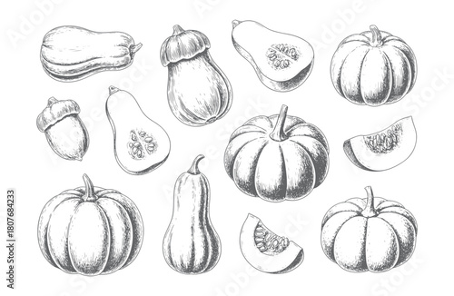 Detailed ink sketch collection of autumn pumpkins and gourds, isolated on white background.