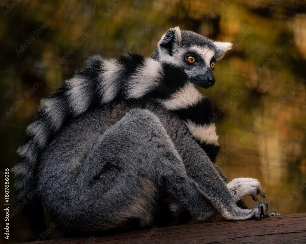 Obraz premium Close-up portrait of a lemur sitting on a wooden surface, showing detailed fur texture and bright eyes, captured in natural light with a soft blurred background