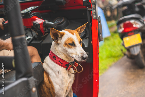 Dog sitting peacefully next to human in a red tuk-tuk