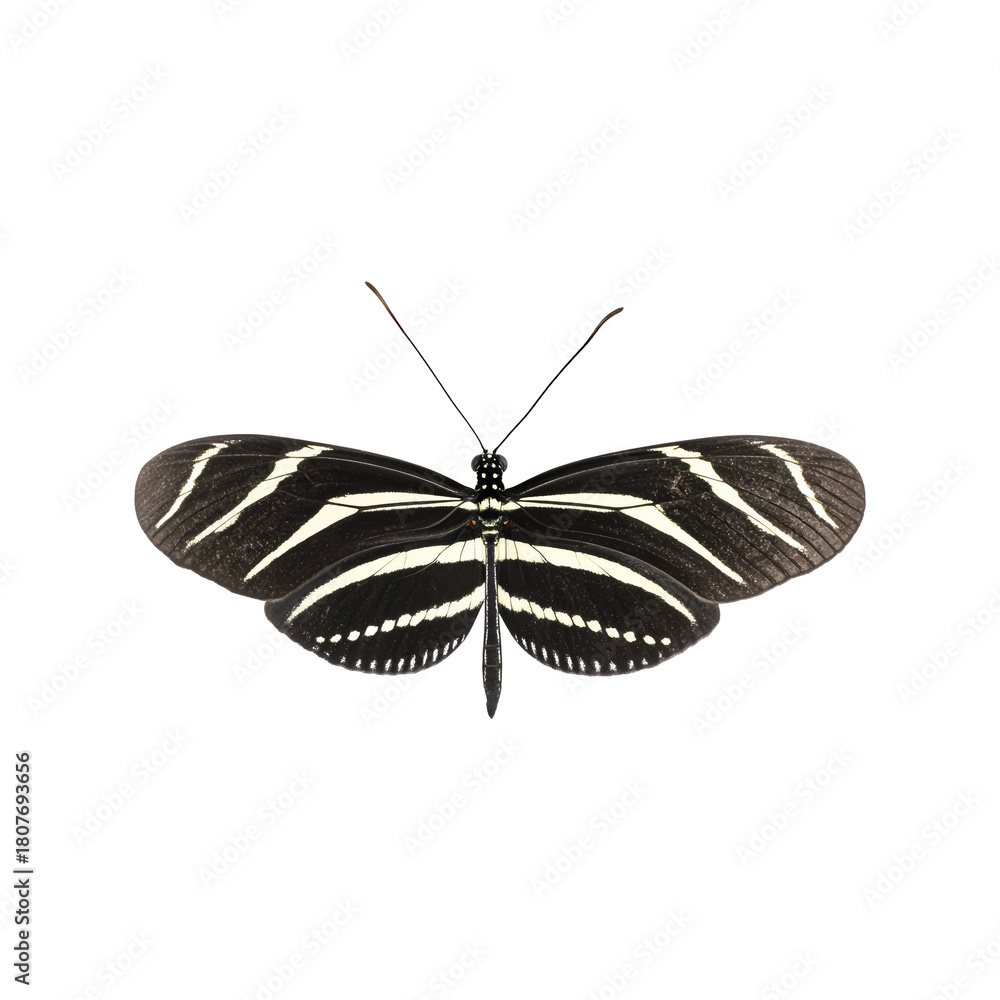 Naklejka premium Zebra Longwing Butterfly. Symbol Of Transformation And Beauty. Isolated On Transparent Background