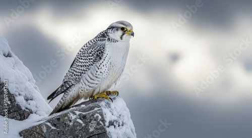Gyrfalcon Perched on Snowy Rock in Winter Landscape