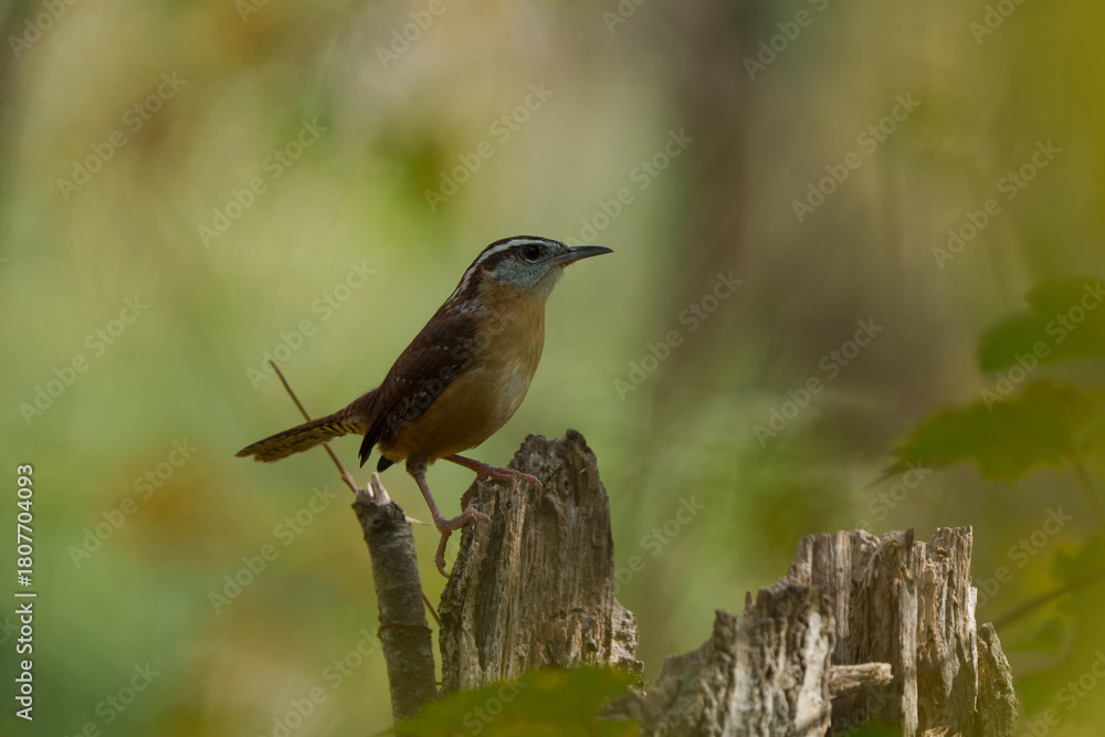 Fototapeta premium Carolina wren 