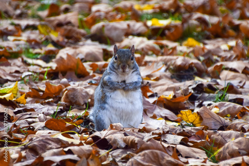 A grey squirrel stands among fallen yellow leaves in a park in autumn