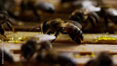 Insect Working On Honeycomb In Apiary. Life Of Carniolan Honey Bee In Hive. Macro