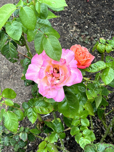 pink rose in garden