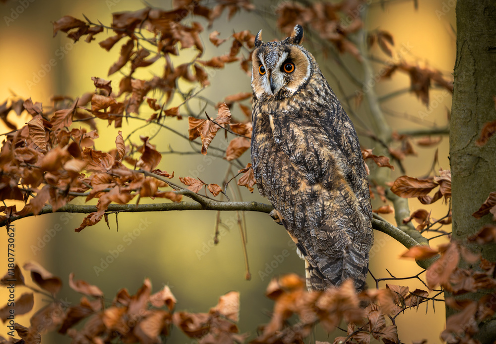 Naklejka premium Long eared owl ( Asio otus ) close up