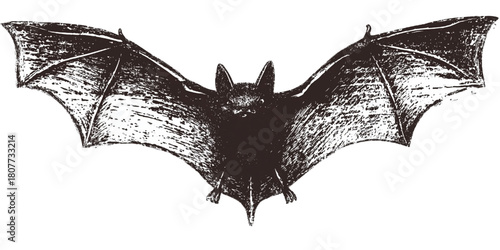 Vintage hand drawn illustration of a flying bat.