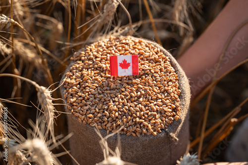 Sack filled with wheat grain with the flag of Canada. The Canadian flag inserted into the grain against the background of wheat ears, export, harvest, agriculture, international trade in foodstuffs