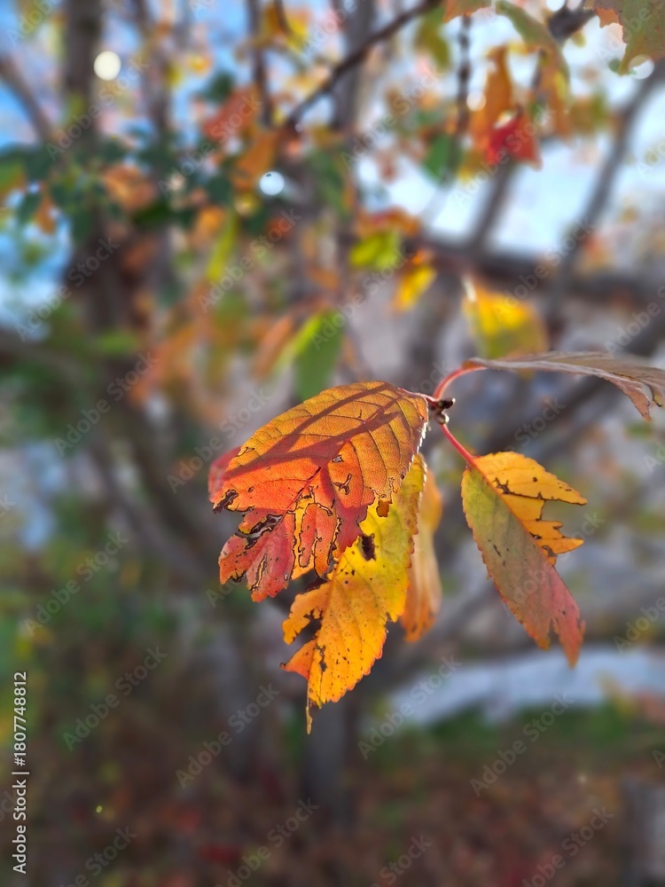 Obraz premium Leaves Under the Sad Autumn Sun.