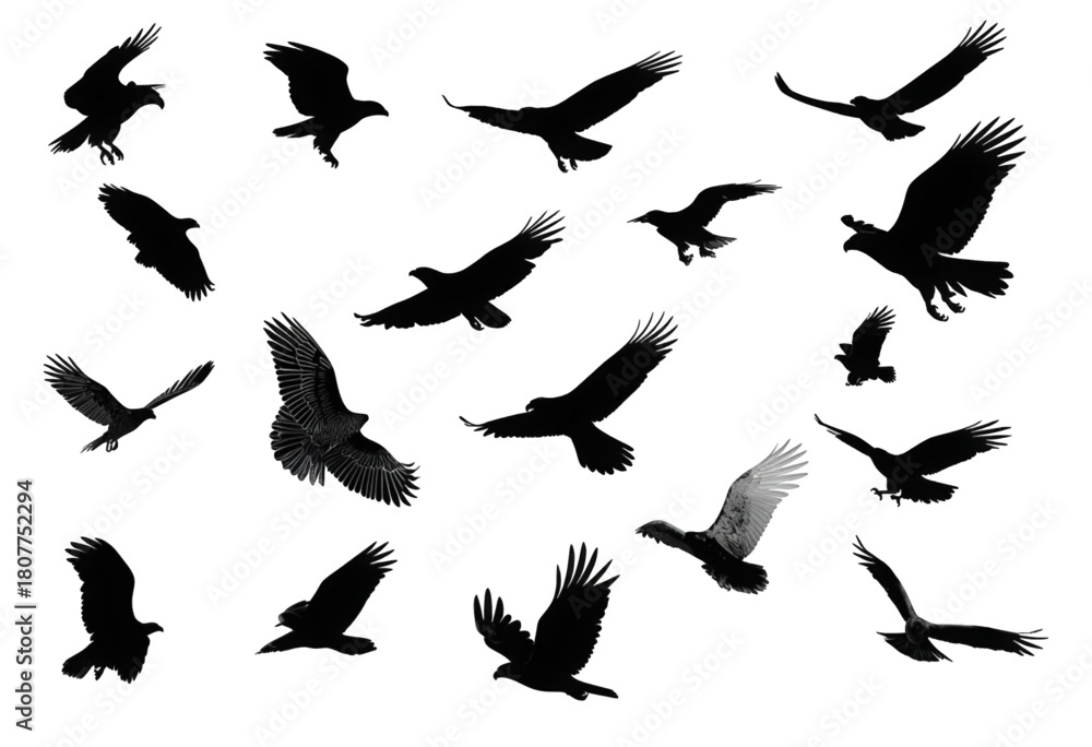 Obraz premium Set of black flying eagle silhouettes isolated on a white background.