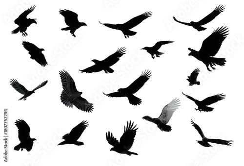 Set of black flying eagle silhouettes isolated on a white background.