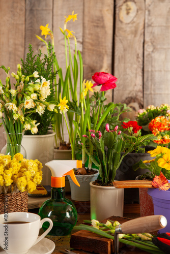 yellow tulips in a pot