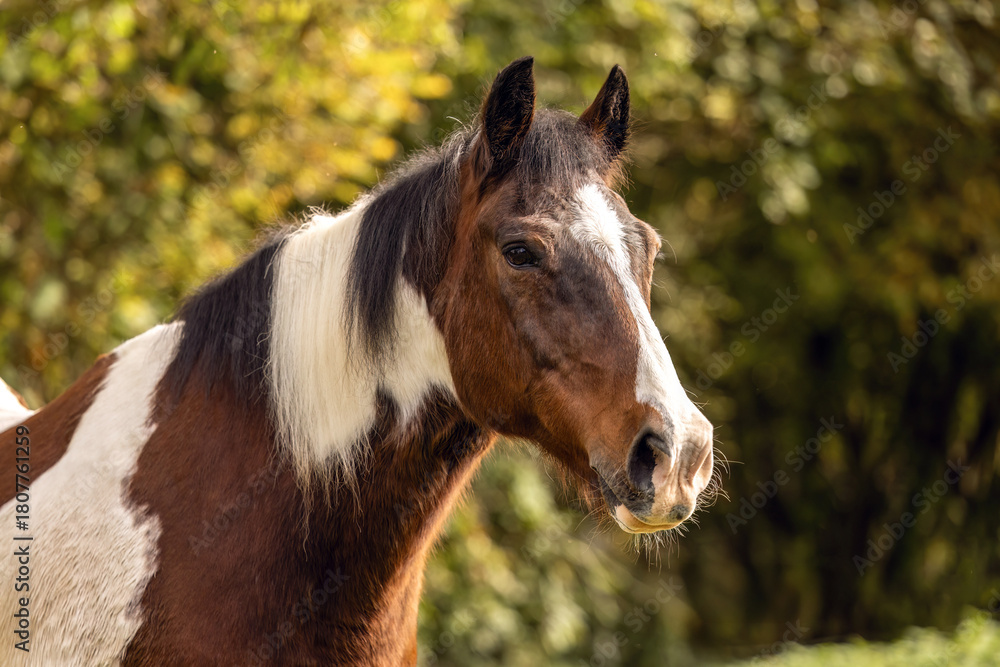 Obraz premium Senior pinto gelding with brown and white coat standing outdoors in soft autumn light