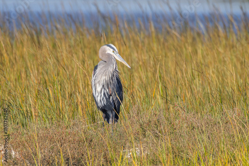 A great blue Herron standing among grasses in a salt marsh. 