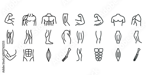 Human muscle anatomy icons: front and back body outline illustrations