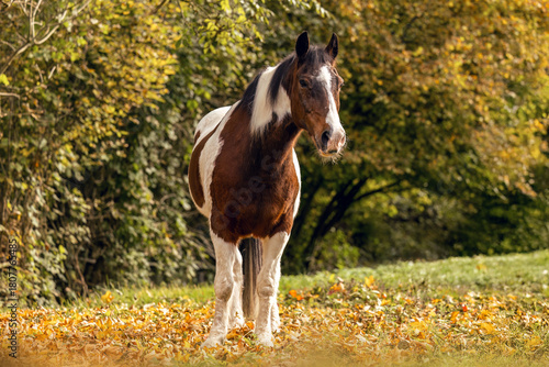 Quadro su tela Older brown and white pinto gelding standing on fallen autumn leaves in soft warm outdoor light
