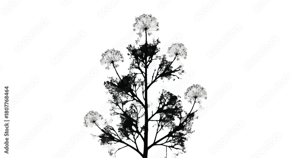 Obraz premium Delicate dandelion seed heads silhouetted against a clean white background, symbolizing nature and fragility.