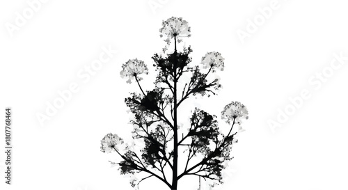 Delicate dandelion seed heads silhouetted against a clean white background, symbolizing nature and fragility.