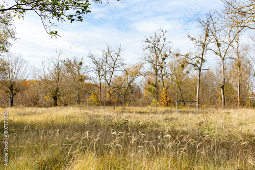 An abandoned sports field