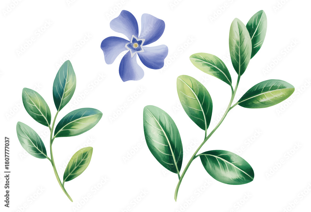 Naklejka premium Blue vinca flowers painted in soft watercolor tones. Botanical blue vinca petals illustration.