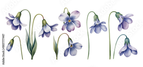 Wild violet flowers with soft purple petals isolated on white background.
