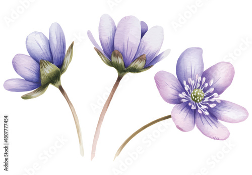 Blue anemone blossoms illustrated in gentle watercolor washes.
