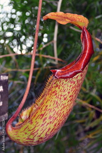 Moscow State University Botanical Garden. Pitcher plant