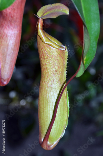 Moscow State University Botanical Garden. Pitcher plant
flower