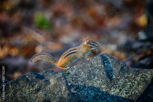 Eastern Chipmunk with an acorn
