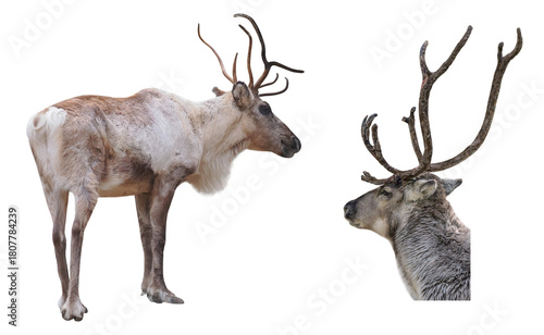 Male of reindeer (Rangifer tarandus), isolated on transparent background