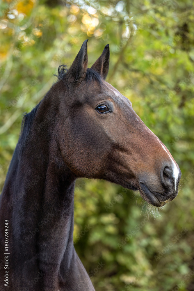 Fototapeta premium A bay warmblood gelding looks to the side while standing calmly outdoors, framed by soft natural light and autumn foliage.