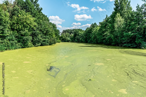 Dense duckweed bloom covers Sukha Lokhvytsia River in Lokhvytsia, Poltava region, Ukraine under blue cloudy sky. Green water surface reflects clouds among lush trees