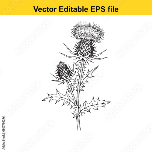 Handdrawn thistle illustration isolated on, capturing the spiky leaves and flower head of this resilient and symbolic plant in detail