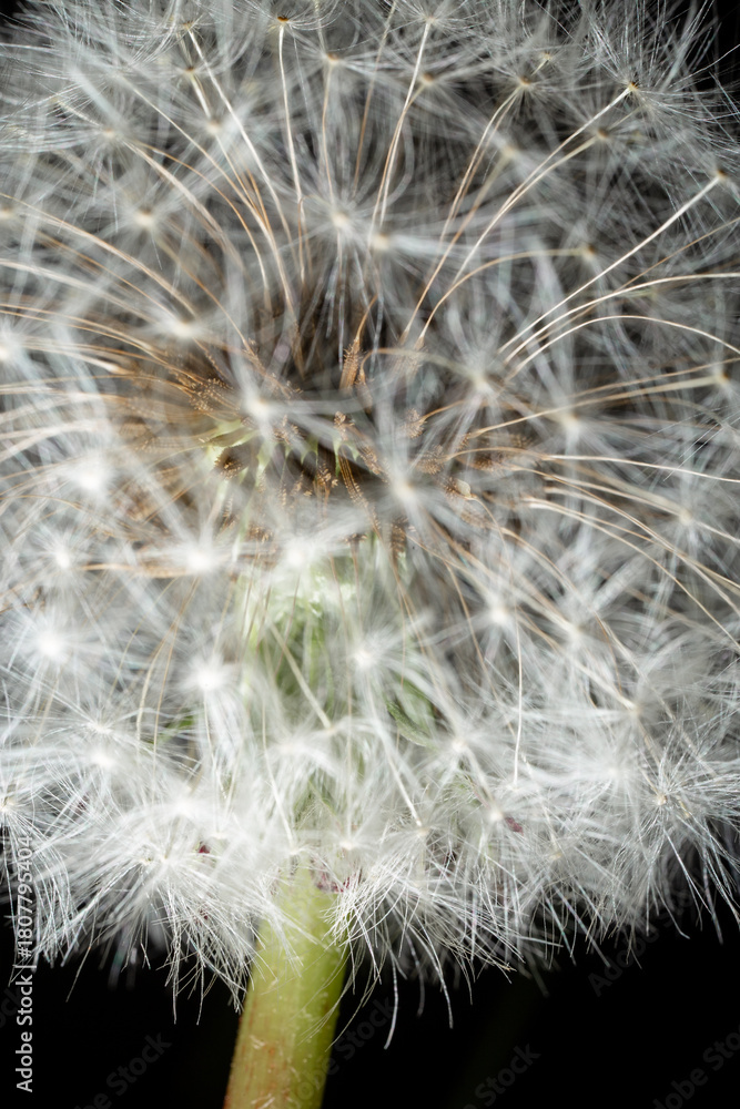 Obraz premium Close-up of dandelion seed head with white pappus and green stem against black background