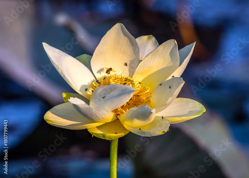 A busy time for a American Lotus at Brazos Bend State Park