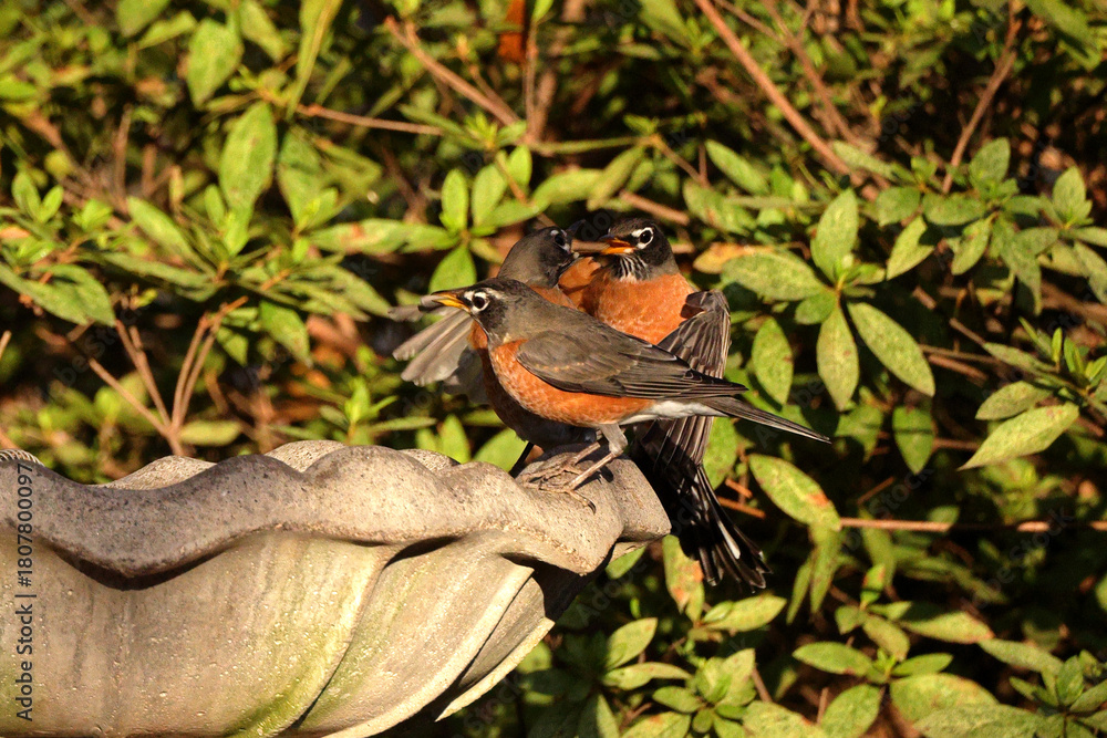 Obraz premium American robins drinking, congregating, and flying around birdbath. 