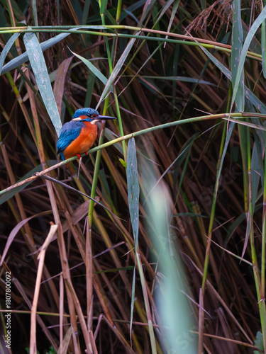 Kingfisher perched in long reeds