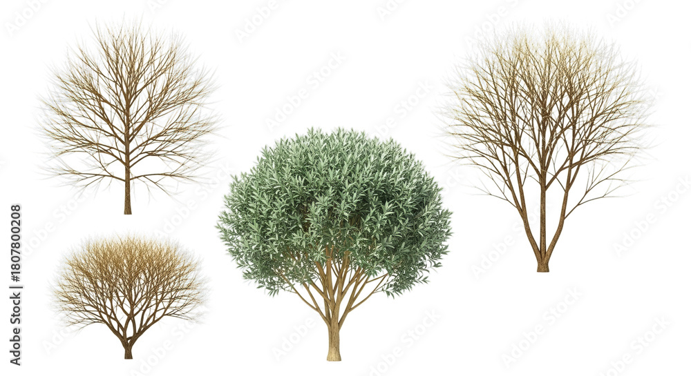 Fototapeta premium Elegant trees collection, perfect for landscape design and creative projects