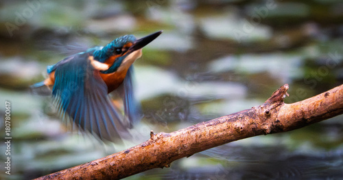 closeup of kingfisher in flight
