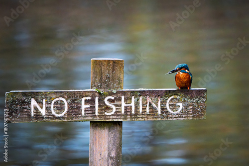 Kingfisher perches on no fishing sign with fish in its beak