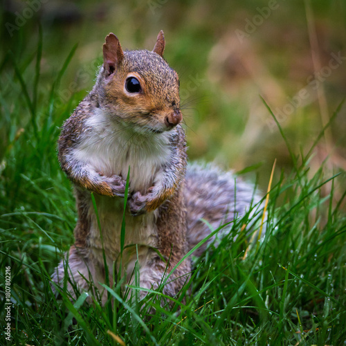 Squirrel pauses in search of food