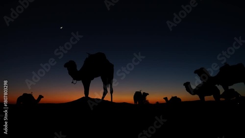 Silhouette of camels at night in the Sahara Desert under a bright starry sky, creating a calm and atmospheric